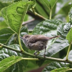 Acanthiza pusilla (Brown Thornbill) at Turtons Creek, VIC - 29 Jan 2022 by StuartInchley