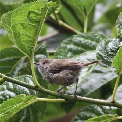 Acanthiza pusilla (Brown Thornbill) at Turtons Creek, VIC - 29 Jan 2022 by StuartInchley