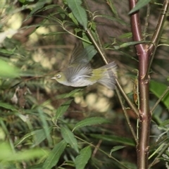 Zosterops lateralis (Silvereye) at Turtons Creek, VIC - 2 Feb 2022 by StuartInchley