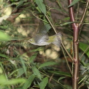 Zosterops lateralis at Turtons Creek, VIC by StuartInchley