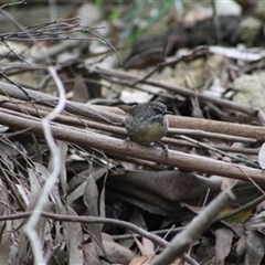 Sericornis frontalis (White-browed Scrubwren) at Turtons Creek, VIC - 3 Feb 2022 by StuartInchley