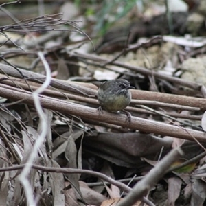 Sericornis frontalis at Turtons Creek, VIC by StuartInchley