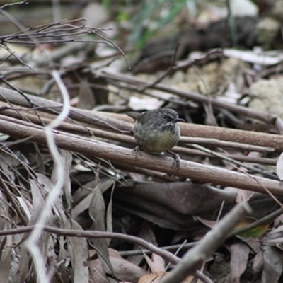 Sericornis frontalis at Turtons Creek, VIC - 2 Feb 2022 by StuartInchley