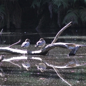 Chenonetta jubata at Turtons Creek, VIC - 7 Feb 2022 08:14 PM