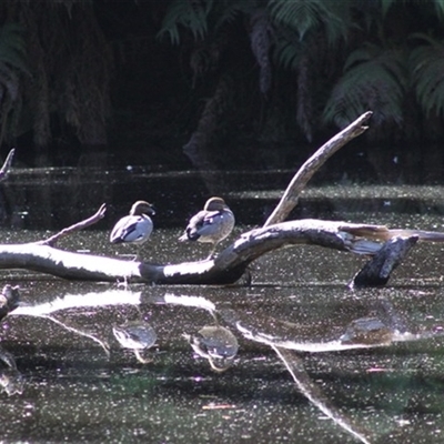 Chenonetta jubata (Australian Wood Duck) at Turtons Creek, VIC - 7 Feb 2022 by StuartInchley