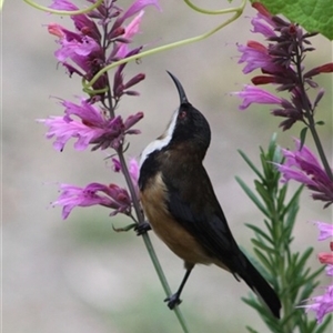 Acanthorhynchus tenuirostris (Eastern Spinebill) at Turtons Creek, VIC by StuartInchley