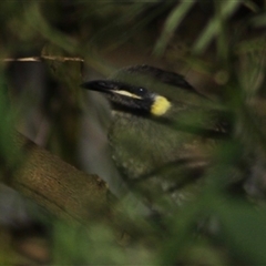 Meliphaga lewinii at Turtons Creek, VIC - 18 Feb 2022 by StuartInchley