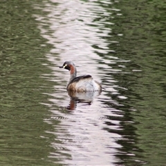 Tachybaptus novaehollandiae (Australasian Grebe) at Turtons Creek, VIC - 20 Feb 2022 by StuartInchley