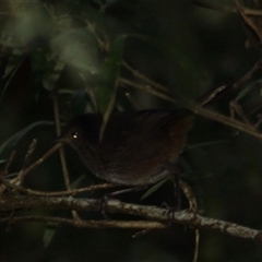 Pycnoptilus floccosus at Turtons Creek, VIC - 23 Feb 2022 by StuartInchley