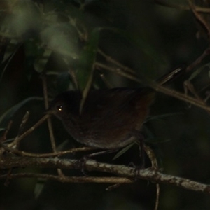 Pycnoptilus floccosus at Turtons Creek, VIC - 23 Feb 2022 05:12 PM