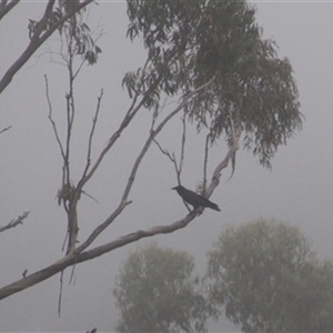 Corvus coronoides at Turtons Creek, VIC by StuartInchley