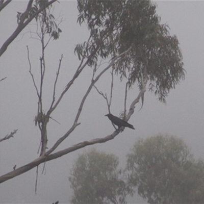 Corvus coronoides (Australian Raven) at Turtons Creek, VIC - 24 Feb 2022 by StuartInchley