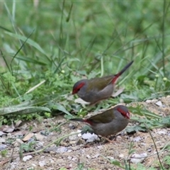 Neochmia temporalis (Red-browed Finch) at Turtons Creek, VIC - 28 Feb 2022 by StuartInchley