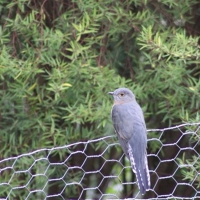 Cacomantis flabelliformis (Fan-tailed Cuckoo) at Turtons Creek, VIC - 8 Mar 2022 by StuartInchley