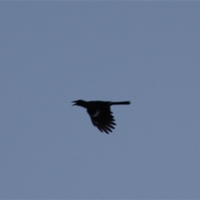 Strepera graculina (Pied Currawong) at Turtons Creek, VIC - 19 Mar 2022 by StuartInchley