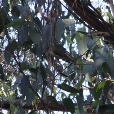 Melithreptus brevirostris (Brown-headed Honeyeater) at Turtons Creek, VIC - 22 Mar 2022 by StuartInchley