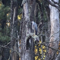 Egretta novaehollandiae (White-faced Heron) at Turtons Creek, VIC - 26 Mar 2022 by StuartInchley