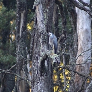 Egretta novaehollandiae at Turtons Creek, VIC - 26 Mar 2022 06:13 PM