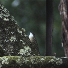 Cormobates leucophaea (White-throated Treecreeper) at Turtons Creek, VIC - 26 Mar 2022 by StuartInchley