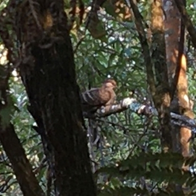 Phaps elegans (Brush Bronzewing) at Turtons Creek, VIC - 27 Mar 2022 by StuartInchley