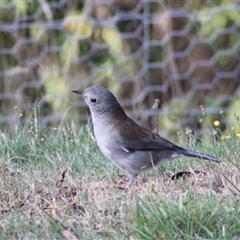 Colluricincla harmonica (Grey Shrikethrush) at Turtons Creek, VIC - 28 Mar 2022 by StuartInchley