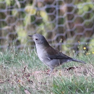 Colluricincla harmonica at Turtons Creek, VIC - 28 Mar 2022 02:21 AM