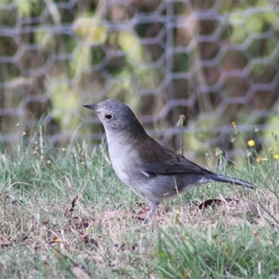 Colluricincla harmonica (Grey Shrikethrush) at Turtons Creek, VIC - 28 Mar 2022 by StuartInchley