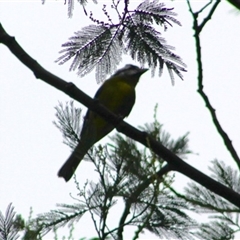 Falcunculus frontatus (Eastern Shrike-tit) at Turtons Creek, VIC - 6 Apr 2022 by StuartInchley