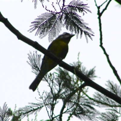 Falcunculus frontatus at Turtons Creek, VIC - 6 Apr 2022 by StuartInchley