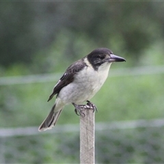 Cracticus torquatus (Grey Butcherbird) at Turtons Creek, VIC - 12 May 2022 by StuartInchley