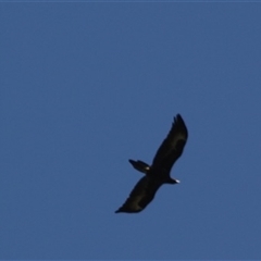 Aquila audax (Wedge-tailed Eagle) at Turtons Creek, VIC - 22 Sep 2022 by StuartInchley