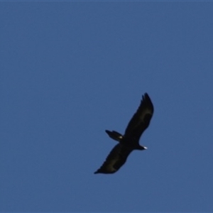 Aquila audax at Turtons Creek, VIC - 22 Sep 2022 11:46 PM