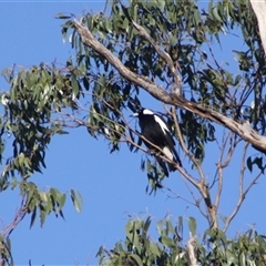 Gymnorhina tibicen at Turtons Creek, VIC - 27 Aug 2022 by StuartInchley