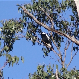 Gymnorhina tibicen at Turtons Creek, VIC - 27 Aug 2022 05:59 PM