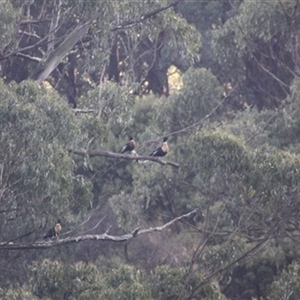 Tadorna tadornoides at Turtons Creek, VIC by StuartInchley