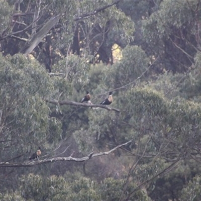 Tadorna tadornoides at Turtons Creek, VIC - 27 Aug 2022 by StuartInchley