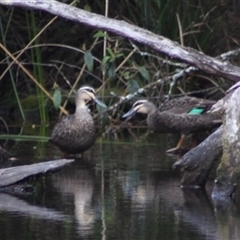 Anas superciliosa (Pacific Black Duck) at Turtons Creek, VIC - 19 Oct 2022 by StuartInchley