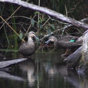 Anas superciliosa at Turtons Creek, VIC by StuartInchley