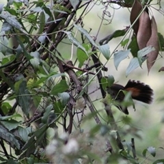 Rhipidura rufifrons (Rufous Fantail) at Turtons Creek, VIC - 12 Nov 2022 by StuartInchley