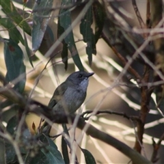 Pachycephala olivacea (Olive Whistler) at Turtons Creek, VIC - 7 Oct 2022 by StuartInchley