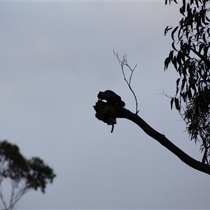 Callocephalon fimbriatum at Dollar, VIC - suppressed