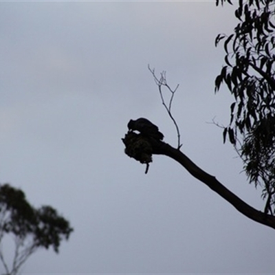 Callocephalon fimbriatum (Gang-gang Cockatoo) at Dollar, VIC - 1 Dec 2022 by StuartInchley