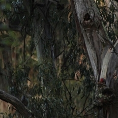 Callocephalon fimbriatum (Gang-gang Cockatoo) at Mirboo, VIC - 6 Dec 2022 by StuartInchley