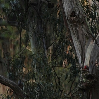 Callocephalon fimbriatum (Gang-gang Cockatoo) at Mirboo, VIC - 6 Dec 2022 by StuartInchley