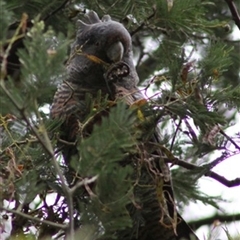 Callocephalon fimbriatum (Gang-gang Cockatoo) at Mardan, VIC - 16 Dec 2022 by StuartInchley