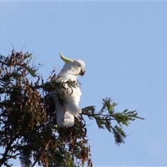 Cacatua galerita (Sulphur-crested Cockatoo) at Turtons Creek, VIC - 18 Dec 2022 by StuartInchley