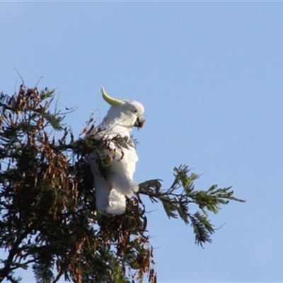 Cacatua galerita at Turtons Creek, VIC - 18 Dec 2022 by StuartInchley