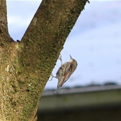 Cormobates leucophaea (White-throated Treecreeper) at Turtons Creek, VIC - 17 Dec 2022 by StuartInchley