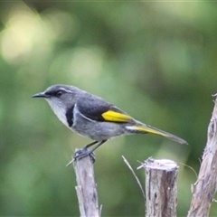 Phylidonyris pyrrhopterus (Crescent Honeyeater) at Turtons Creek, VIC - 17 Jan 2023 by StuartInchley