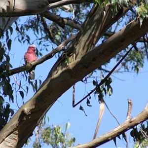 Eolophus roseicapilla at Turtons Creek, VIC - 20 Jan 2023 06:33 PM